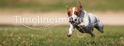 Jack Russell Terrier Dog Runs on the Grass