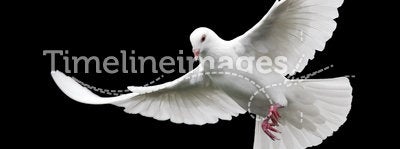 White Dove in Flight 6