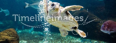 The sea turtle