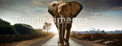 Walking Elephant