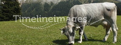 Dolomites: Rosengarten Group