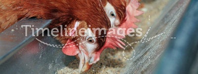 Red hens in trough
