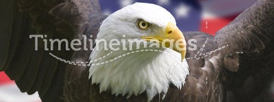 American eagle with flag