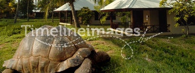 World's oldest tortoise on treasure island.
