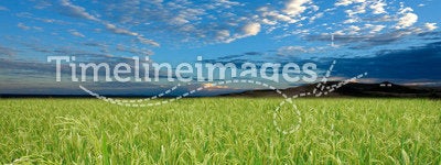 Rice field and sky