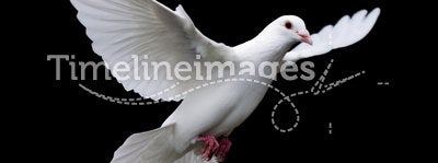 White Dove in Flight 7