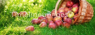 Apples in orchard