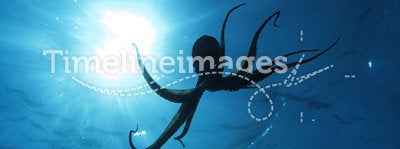 Octopus and sun
