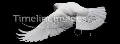 White Dove in Flight 8