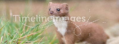 Brown and White Weasel