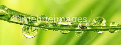 Grass with dew drops and sun
