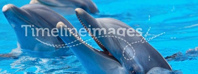 Happy dolphins
