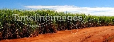 Sugarcane Fields Forever