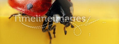 Ladybug extreme macro