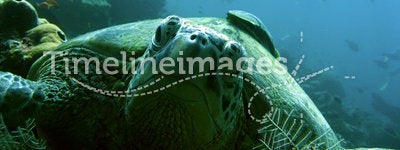 Turtle scuba divers sipadan island coral reef borneo
