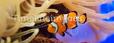 Fish and anemone