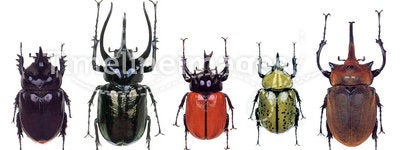 Colourfull Beetles