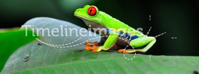 Costa Rica Red Eye Tree Frog