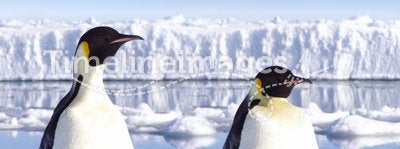 Two Penguins In Antarctica