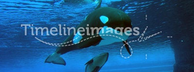 Momma and Baby Killer Whales