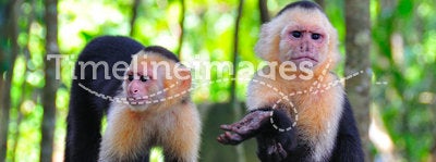 Spider Monkeys, Costa Rica