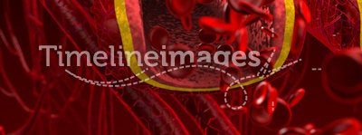 Blood arteries and veins cut section
