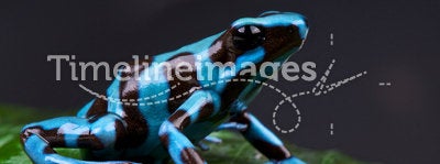Blue and black poison dart frog