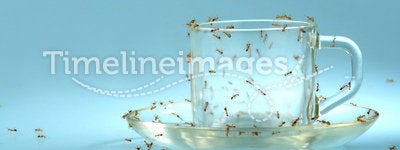 Cup and saucer with ants