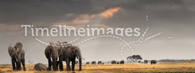 African sunset with elephants