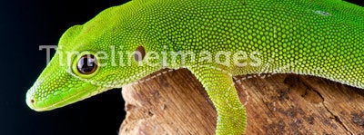 Pemba island day gecko