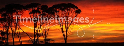 Sunrise outback