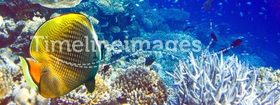 Maldives. The diver at ocean and tropical fishes i