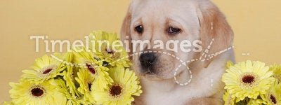 Puppy with yellow flowers