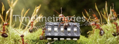 Ants play music on microchip, fairytale
