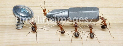 Team of ants works constructing, teamwork