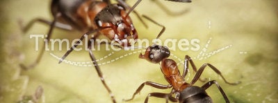 Soldier and worker ants, danger