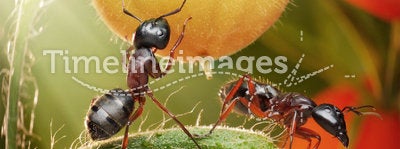 ants checking tomatos in backlight
