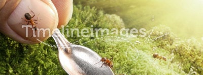 Human feeding ants with syrup