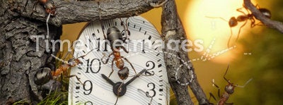 Team of ants adjusting time on clock, teamwork