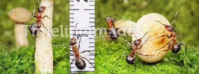 Team of ants work with harvest, teamwork