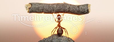 Statue of Labour, ants civilization