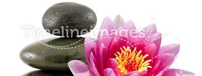 Pink Lotus and Spa Stones