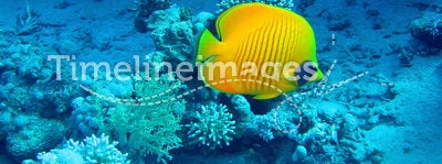 Butterfly fish