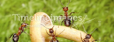 Team of ants work with mushroom, teamwork