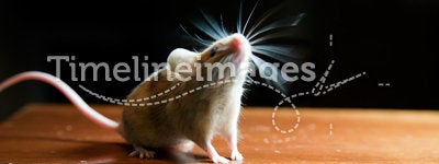 Mouse with twitching whiskers