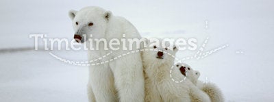 Polar she-bear with cubs.