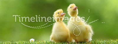 Duckling two