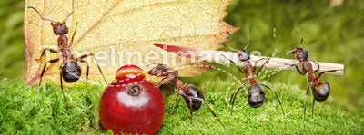 Blank, team of ants writing postcard, teamwork