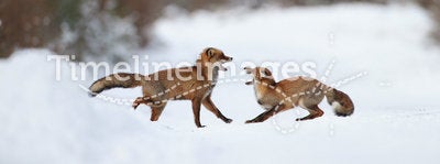 Fighting foxes