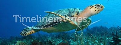 Hawksbill Turtle - Cozumel